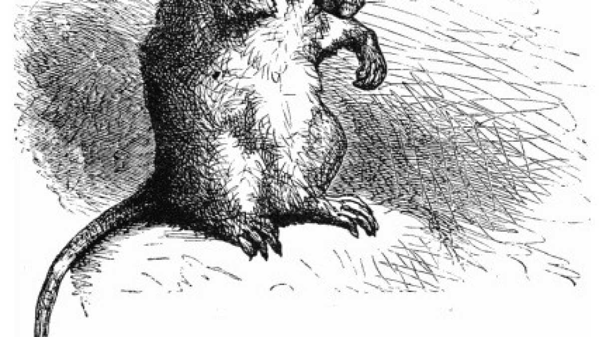 Immagine di Cosa c'entra il tracollo delle materie prime con il comportamento "animale" dei risparmiatori cinesi