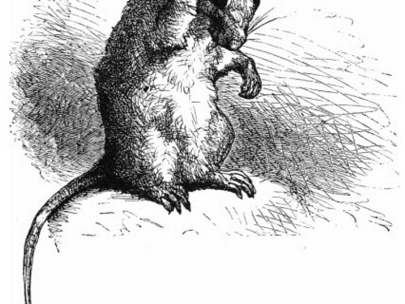 Cosa c'entra il tracollo delle materie prime con il comportamento "animale" dei risparmiatori cinesi