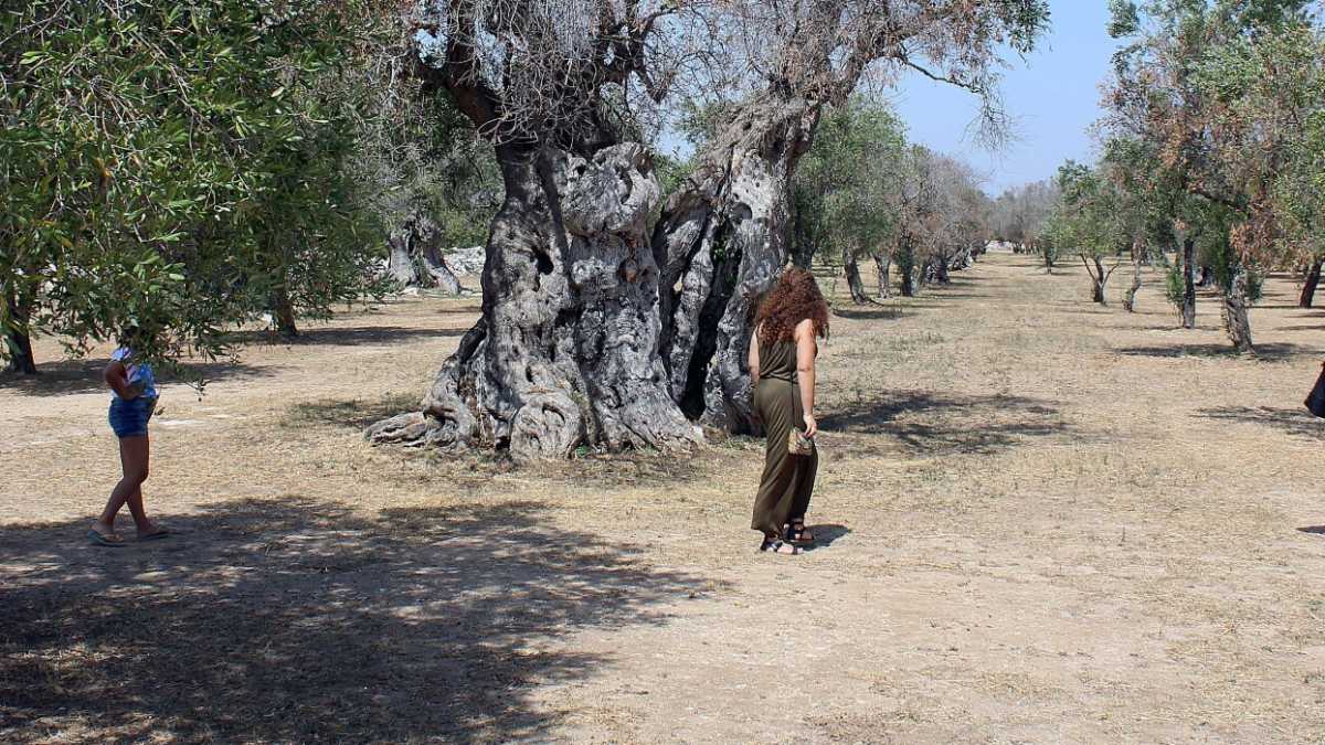 Immagine di Il talento dell’olivo. Cioè noi