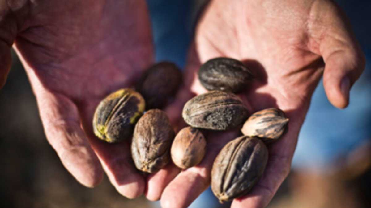 Immagine di Così i cinesi guastano le feste agli americani