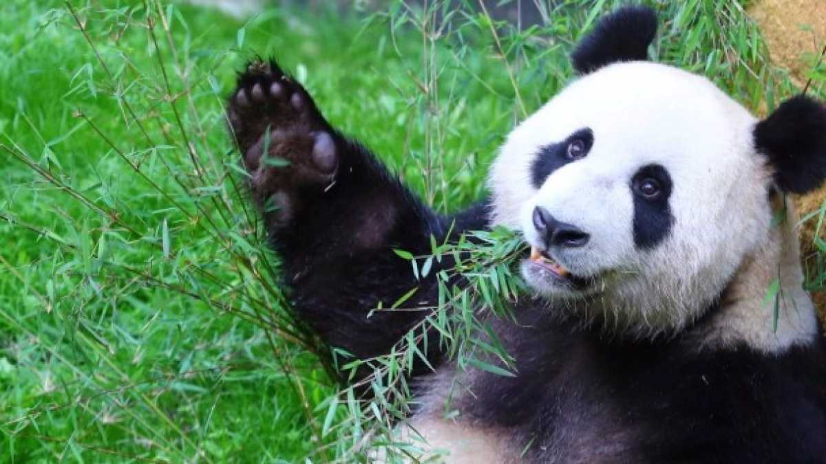 Immagine di C'è un panda gigante da 147 grammi che vale 242 milioni di dollari