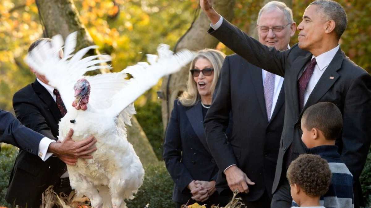 Immagine di I tacchini graziati da Obama