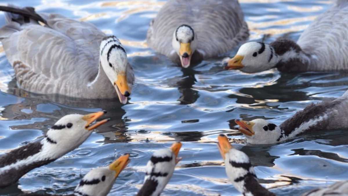 Immagine di Paolo Crepet e le oche di Lorenz