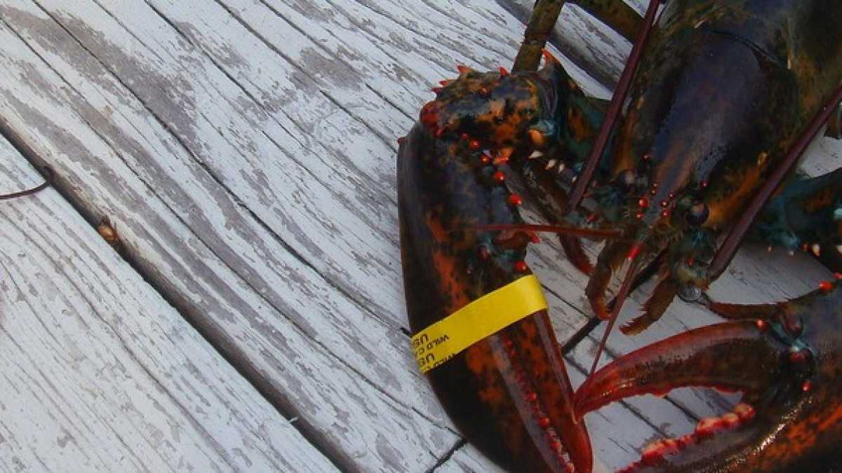 Immagine di Anniversari, aragoste e modernità