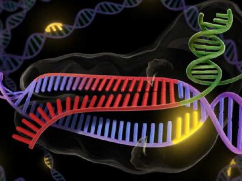 Un'immagine del funzionamento di Crispr del giornale scientifico Nature 