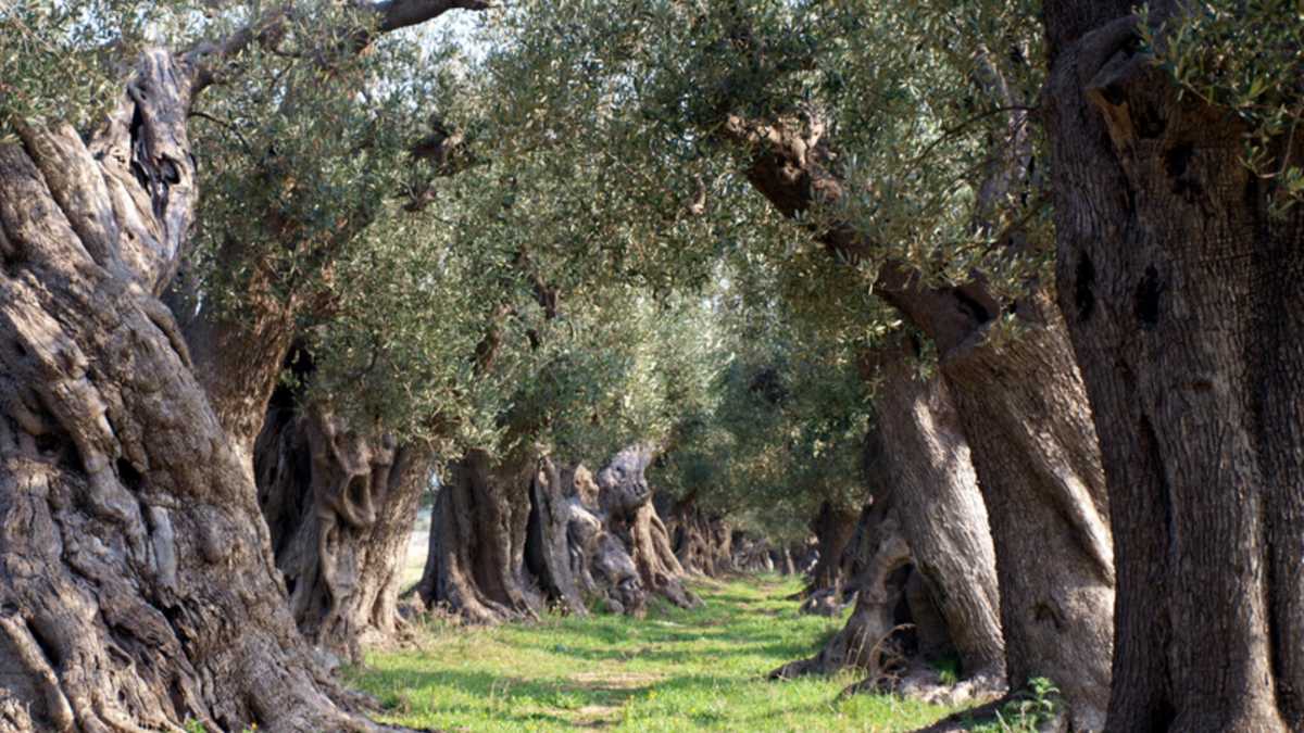Immagine di Le tasse, le torture alla Diaz e gli "ulivi sott'odio" in Puglia