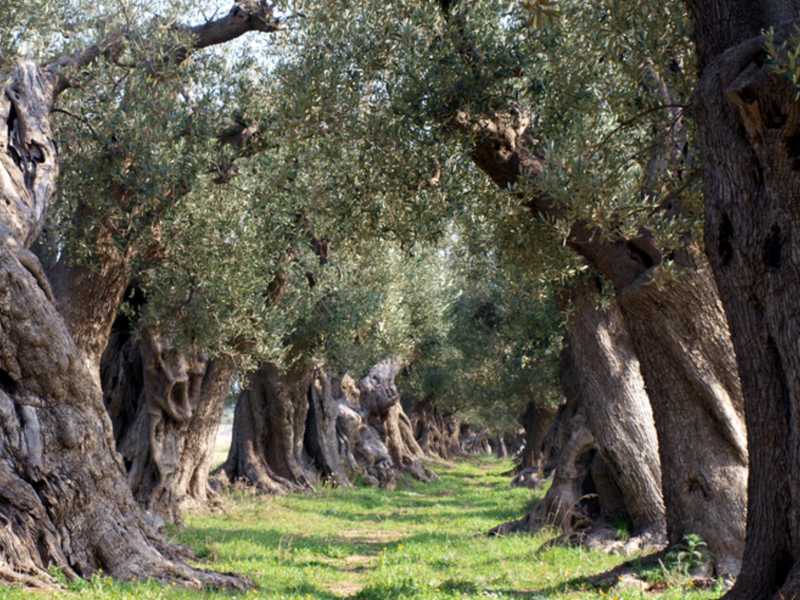 Le tasse, le torture alla Diaz e gli "ulivi sott'odio" in Puglia