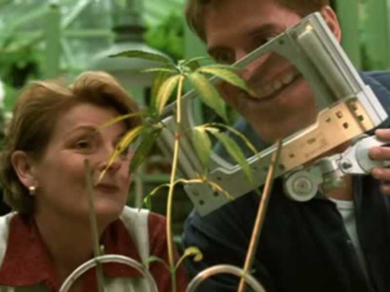 Io, cattolico di destra (tendenza Giovanardi), favorevole alla cannabis