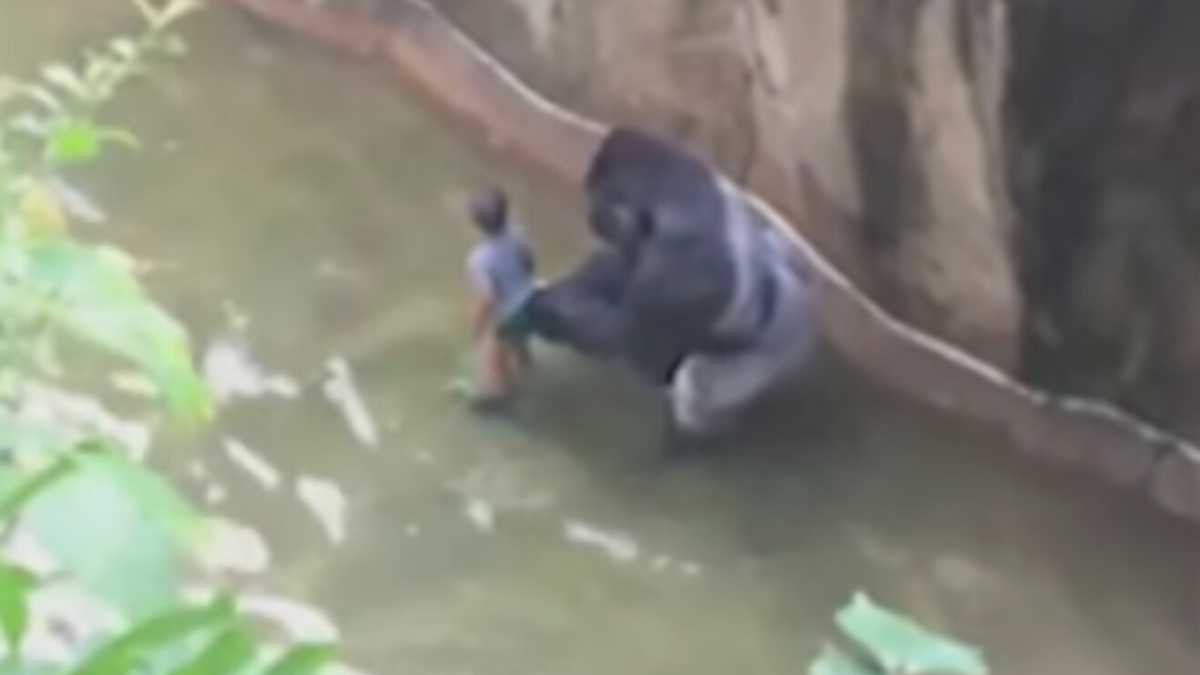 Immagine di Il bambino nella gabbia e noi a tifare per il gorilla (ciao ciao etologia)