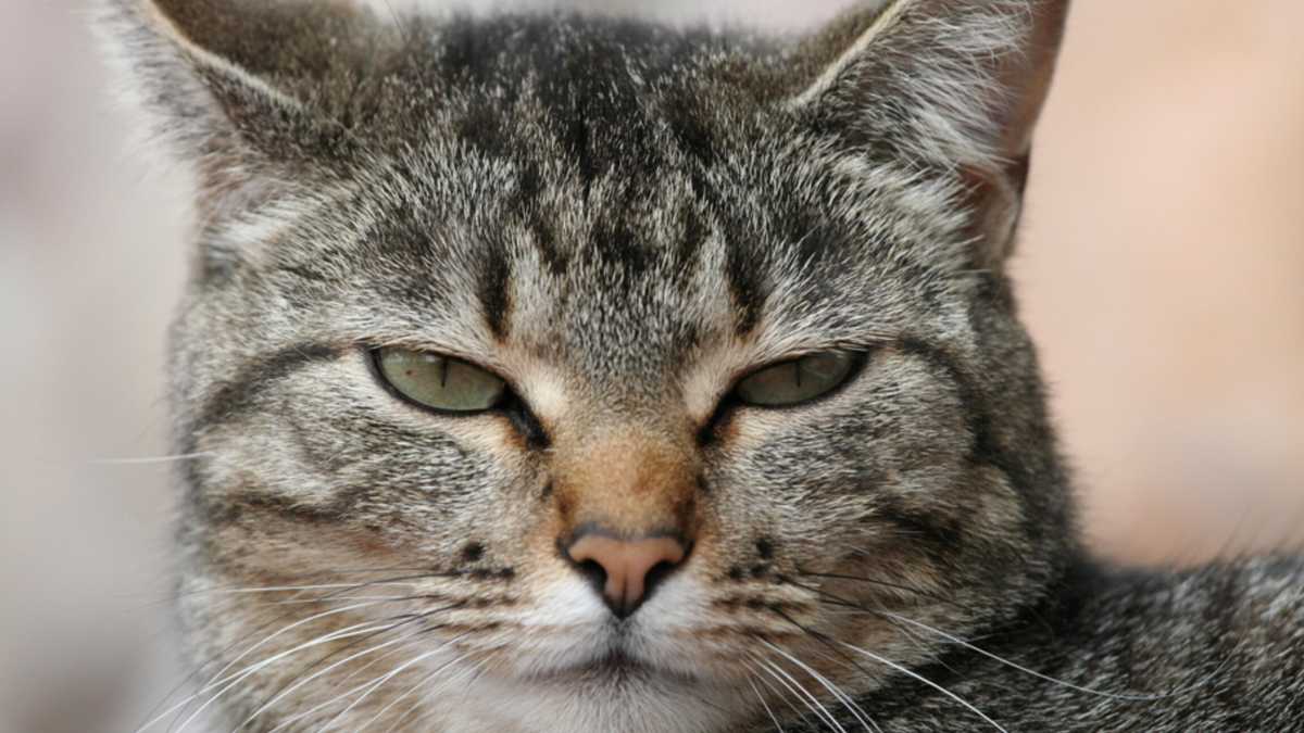 Immagine di Gatto