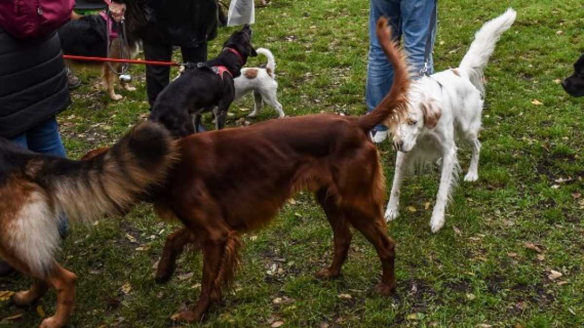 Immagine di Buone ragioni per fondare un partito antianimalista