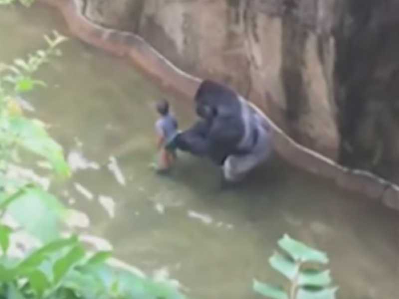 Un gorilla appena nato all'Howletts Wild Animal Park di Canterbury, nel Kent (foto LaPresse) 