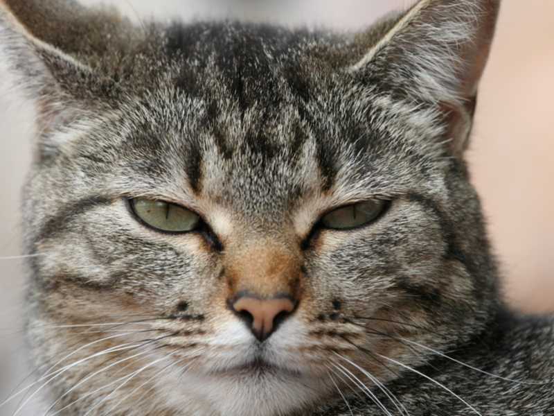 Gatto