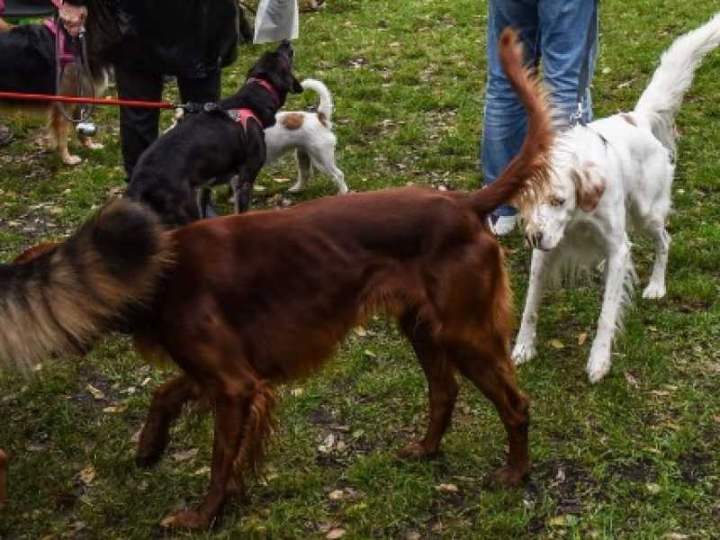 Buone ragioni per fondare un partito antianimalista