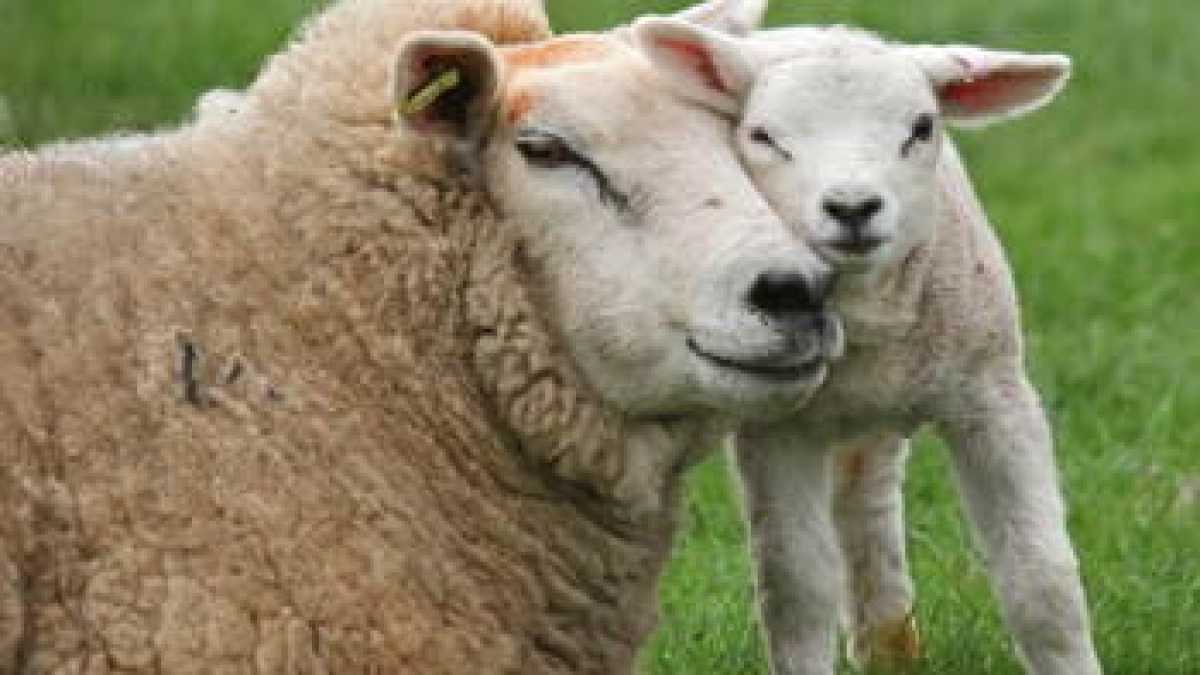 Immagine di La compagnia dell’agnello