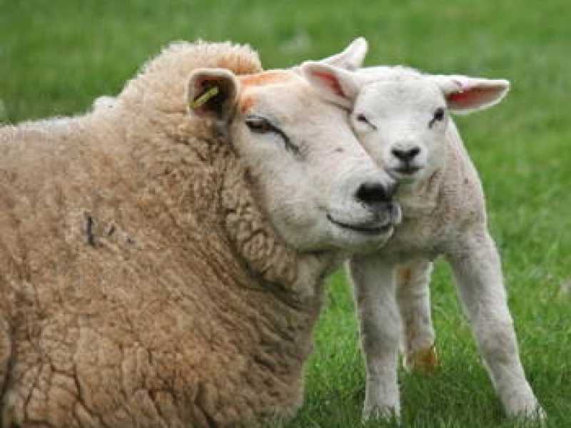 La compagnia dell’agnello