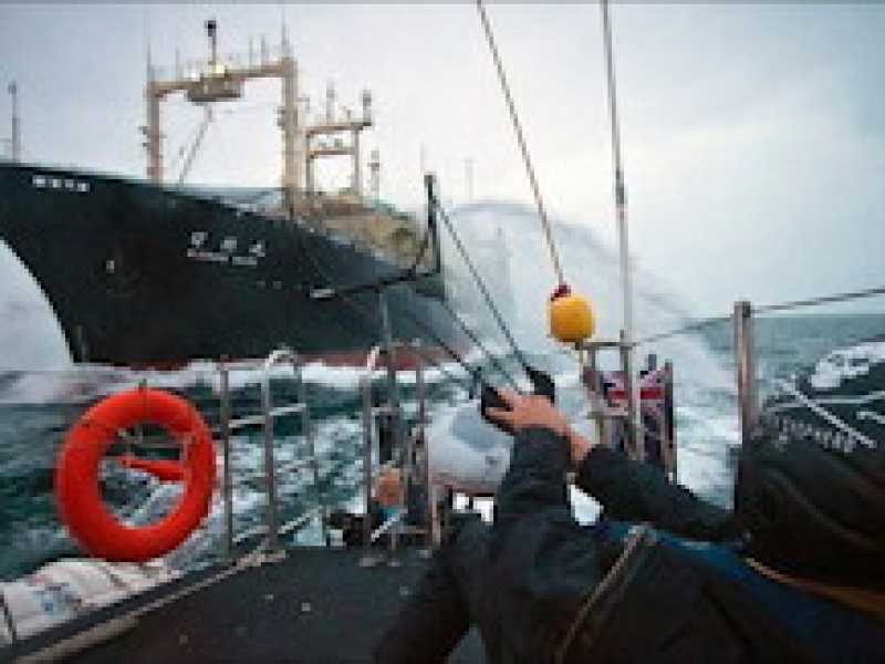 Privatizzare le balene