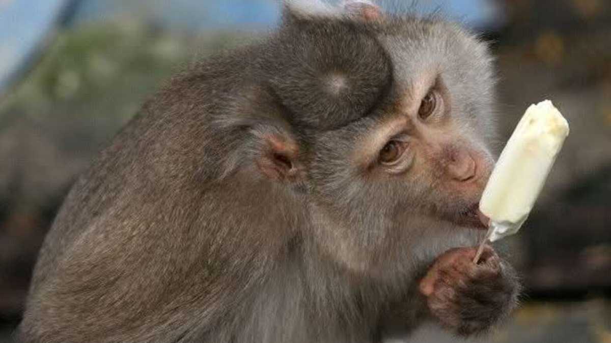 Immagine di Gli allarmi di Della Valle e i ghiaccioli alle scimmie di Roma
