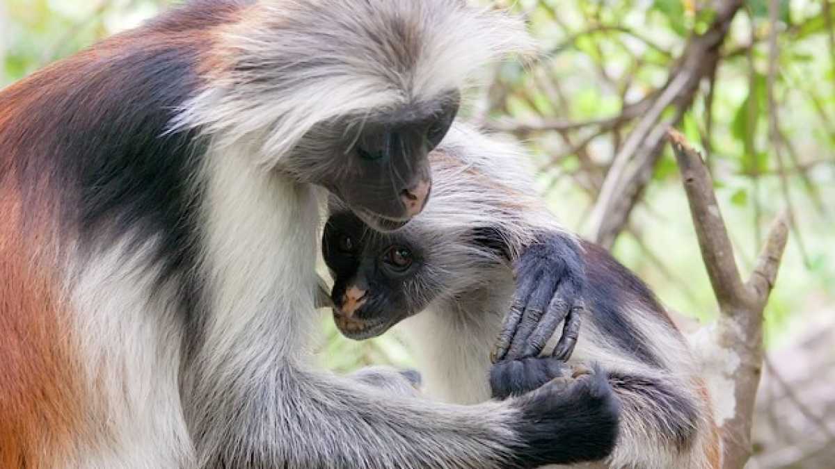 Immagine di A proposito della superiorità degli animali rispetto agli uomini