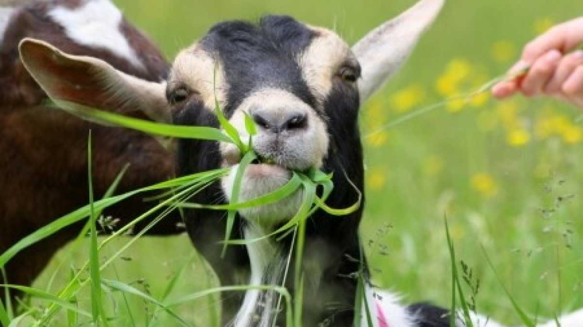 Immagine di Le insalate