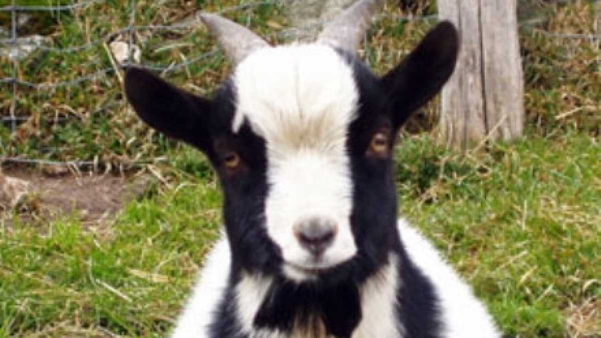 Immagine di La crudeltà nel rito religioso spiegata da un capretto