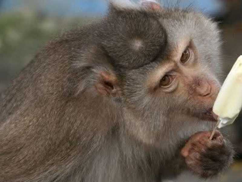 Gli allarmi di Della Valle e i ghiaccioli alle scimmie di Roma