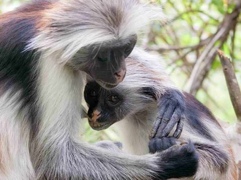 A proposito della superiorità degli animali rispetto agli uomini