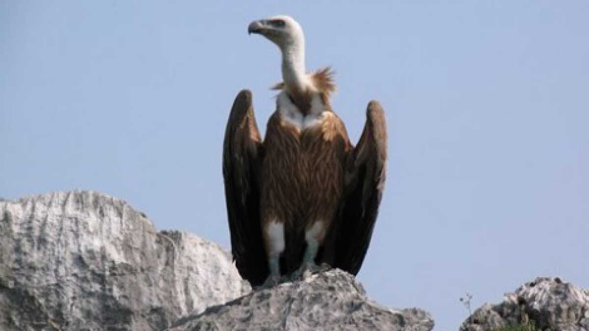 Immagine di La natura vivente, il sacrificio del fuoco, l’epoca ripugnante e l’azione impeccabile del guerriero