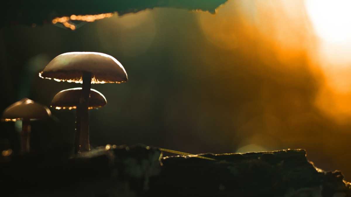 Immagine di Il potere dei funghi