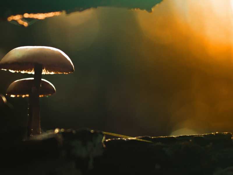 Foto Jannik Selz/Unsplash