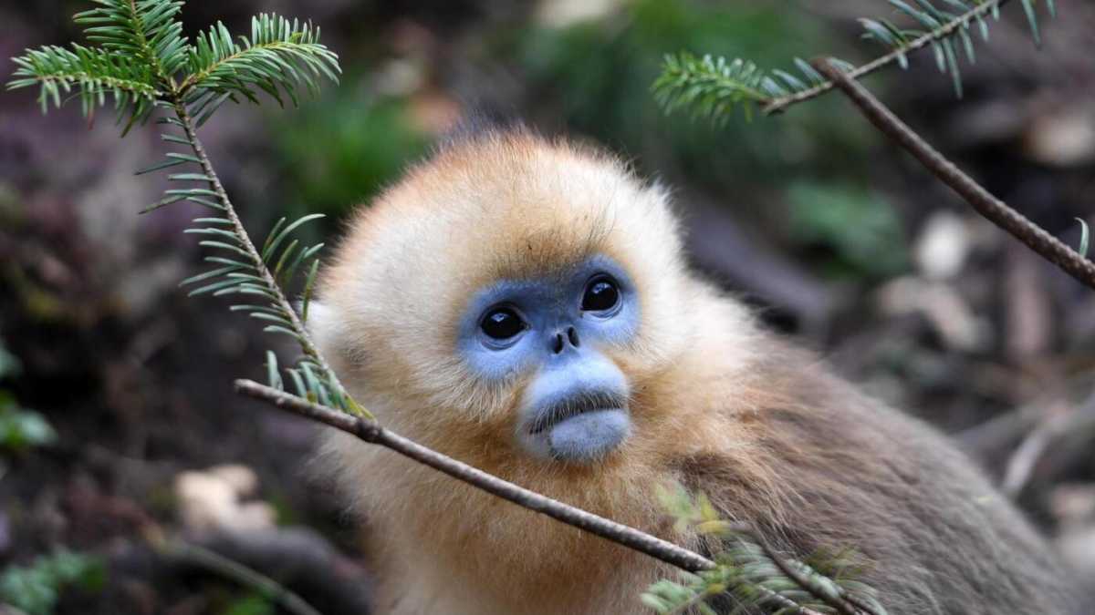 Immagine di Le domande dei bambini
