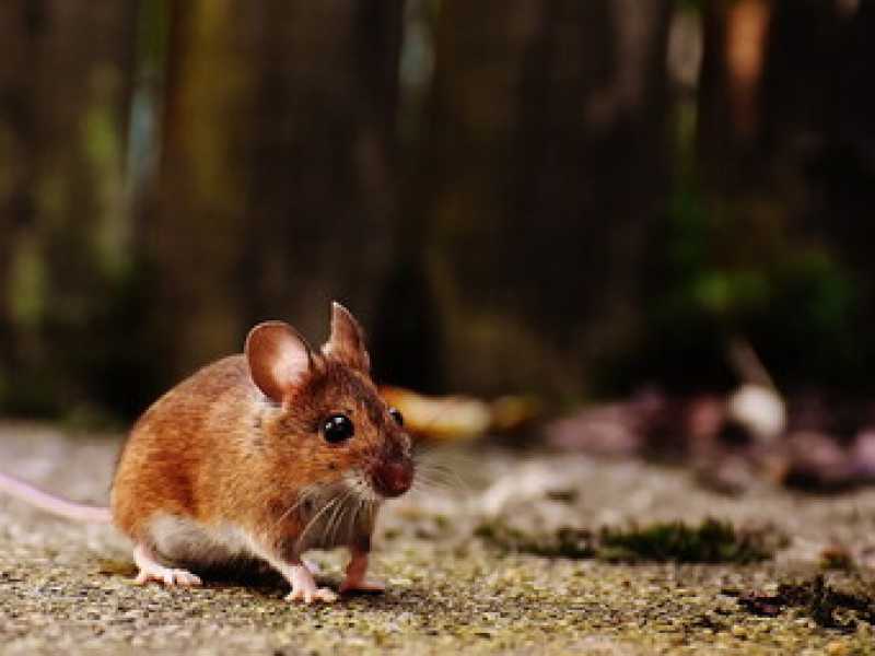 Durante il lockdown erano tutti animalisti. Poi a Milano sono riapparsi i topi