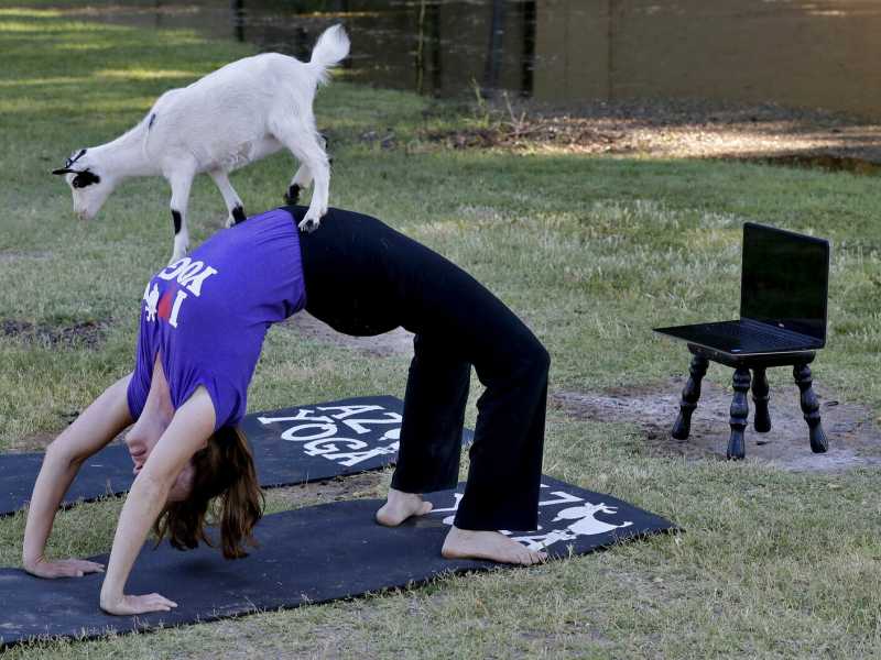 In Arizona, lezioni online di "Goat Yoga"(foto LaPresse) 
