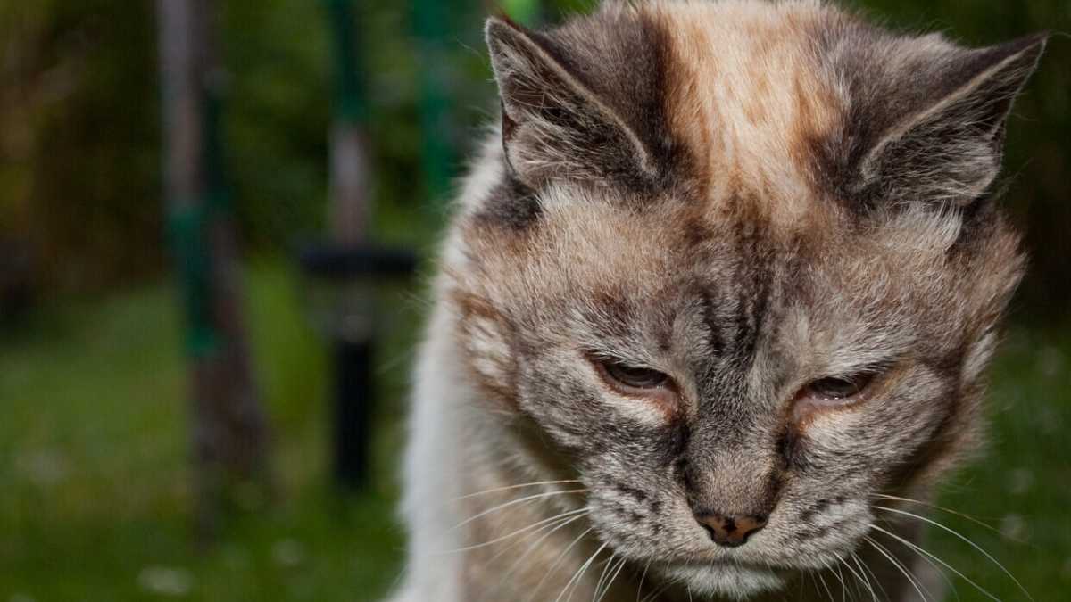 Immagine di Imbalsamare gli animali domestici sì, ma a tempo debito