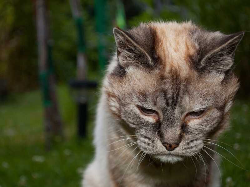 Imbalsamare gli animali domestici sì, ma a tempo debito