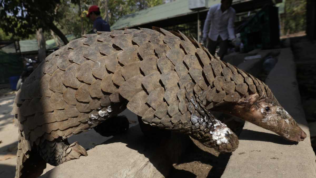 Immagine di Il Covid, i monopattini e una terapia spiegata anche da un pangolino