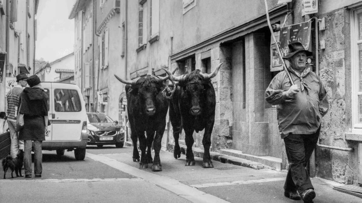Immagine di Contro l’ermo colle