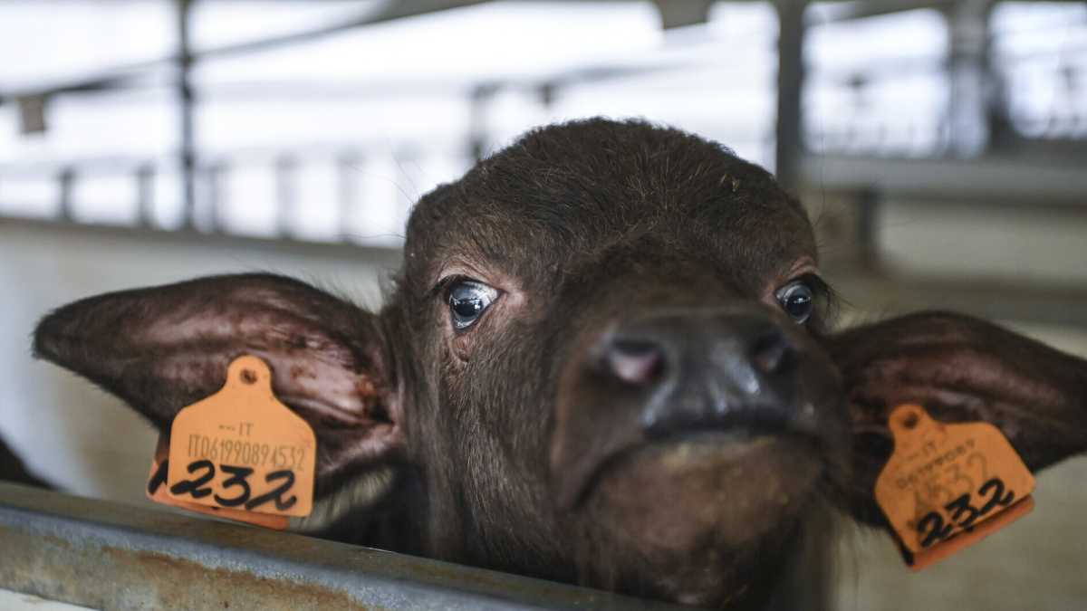 Immagine di Lattoferrina di bufala contro il Covid