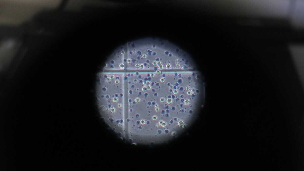 Immagine di Gli immigrati che fanno i vaccini