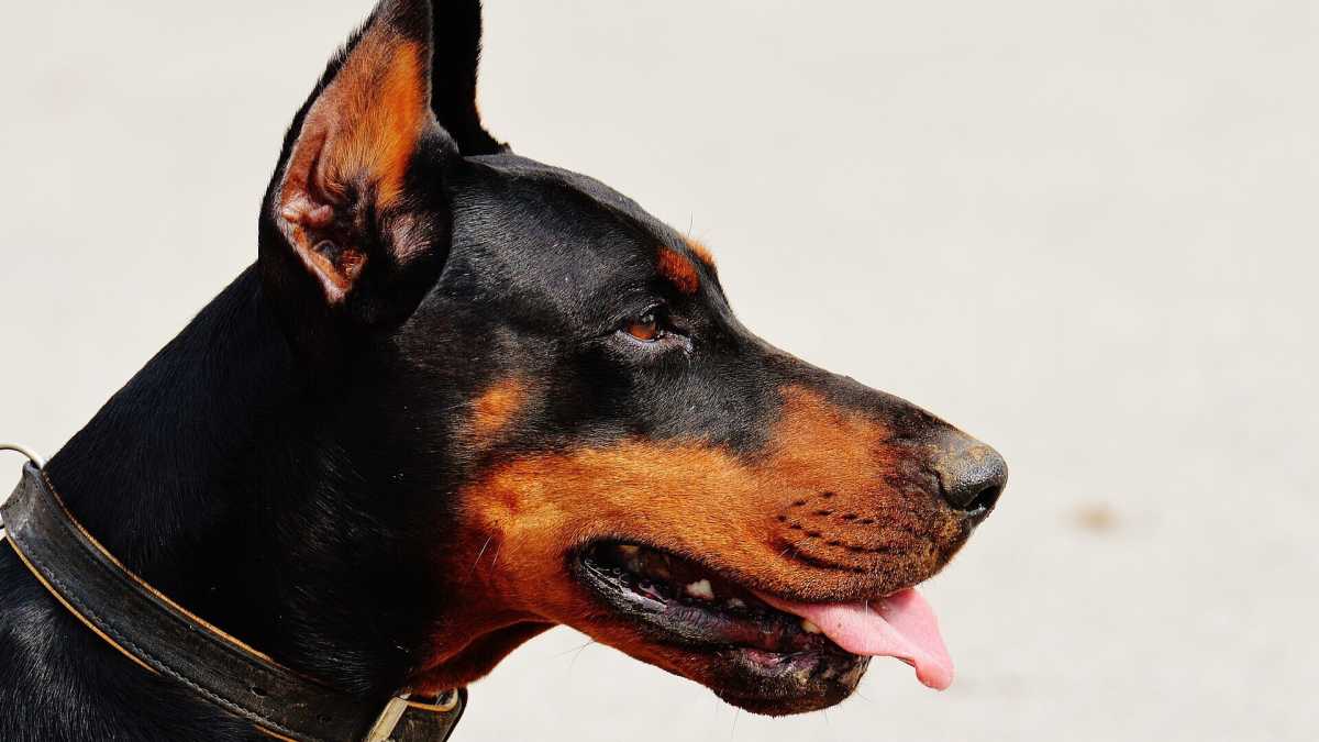 Immagine di Il cane è il miglior sindaco dell'uomo