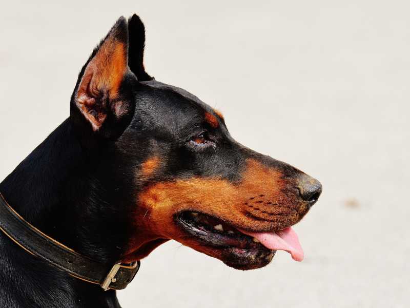 Il cane è il miglior sindaco dell'uomo
