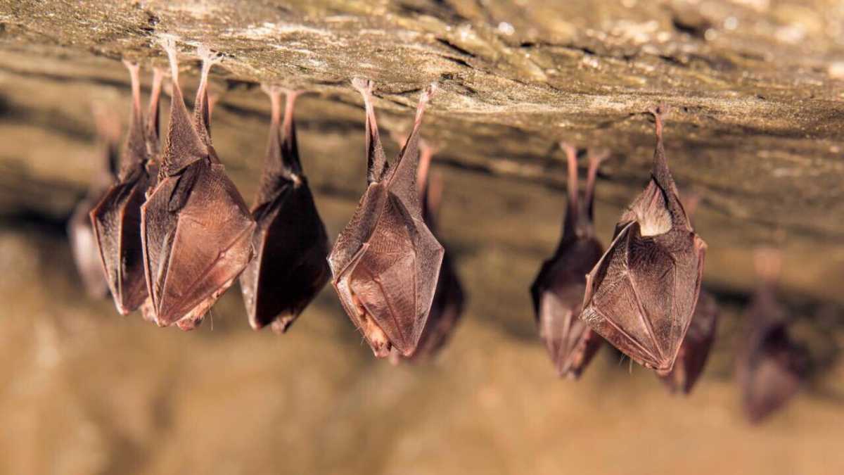 Immagine di Il bestiario del Covid