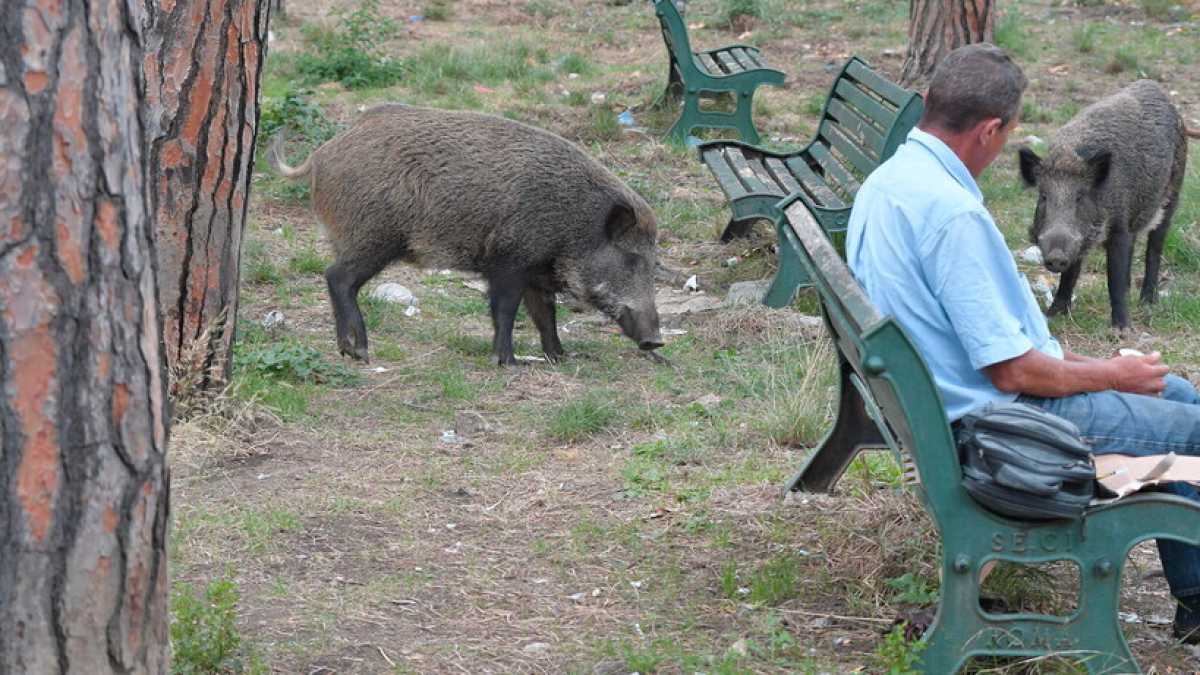 Immagine di Fate gli uomini: mangiate cinghiale