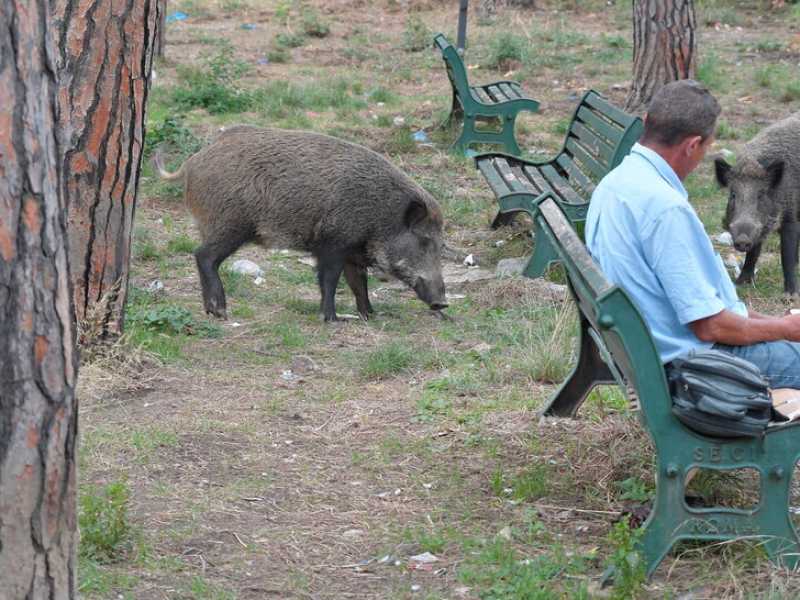 Fate gli uomini: mangiate cinghiale