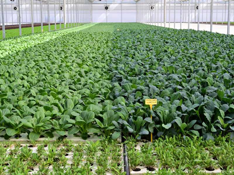 Foto Ansa