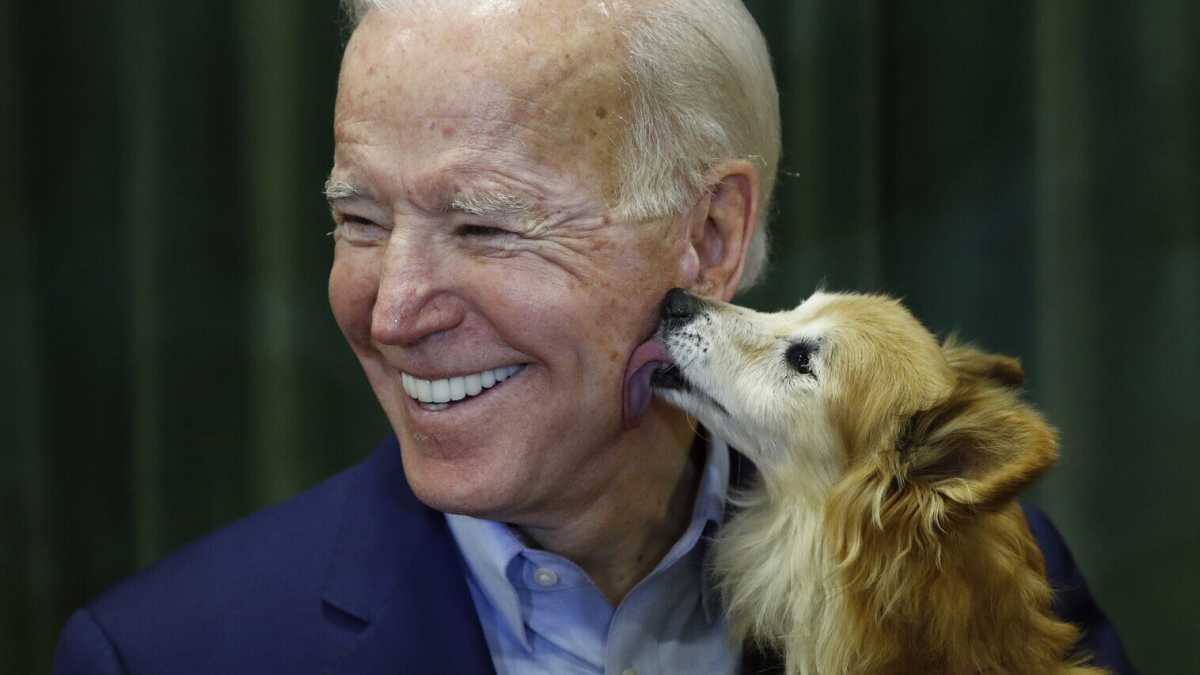Immagine di Il potere dei cani