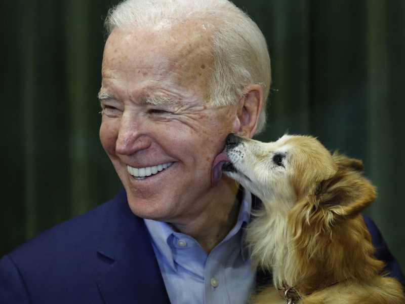 S&rsquo;insedieranno con Biden i due pastori tedeschi Champ e Major, quest&rsquo;ultimo preso in adozione da un canile del Delaware (Foto Lapresse)&nbsp;<br />