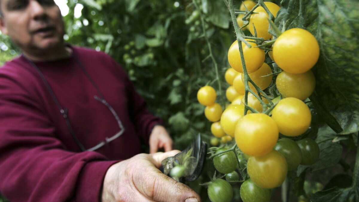 Immagine di La crociata di Natale contro gli Ogm