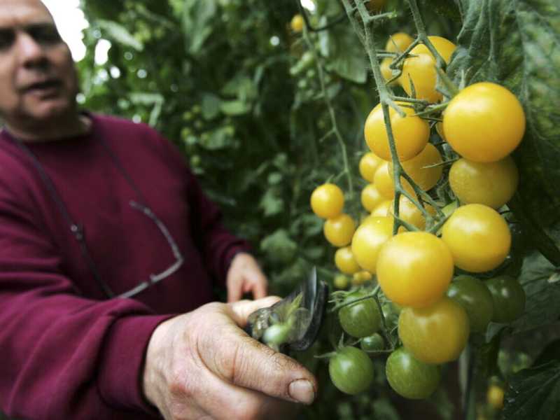 La crociata di Natale contro gli Ogm