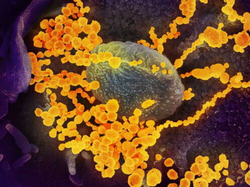 Un virus a incastro